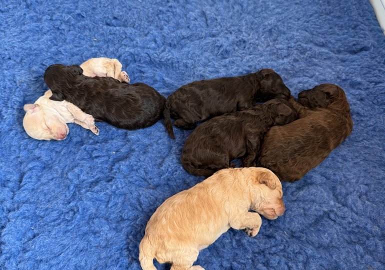 Toy Poodle puppies at 11 days old