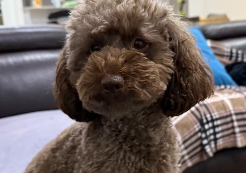 Abbey, Toy Poodle dam, teddy clip