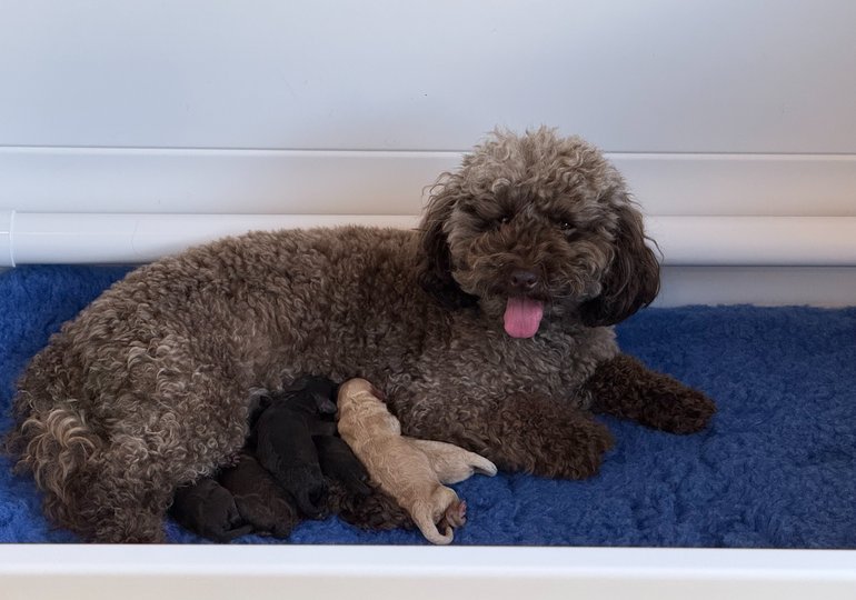 Abbey with newborn Toy Poodle puppies (1 day old)