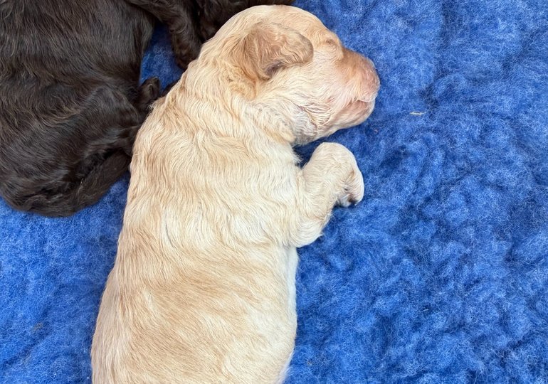 Apricot Toy Poodle male puppy