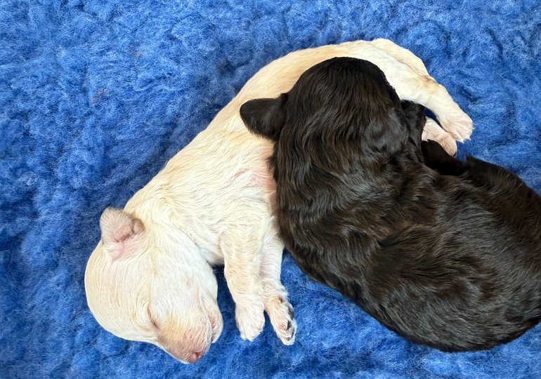Cream/apricot Toy Poodle male puppy