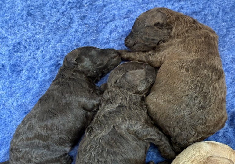 Two brown Toy Poodle male puppies resting